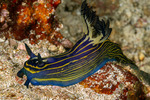 Tyrannodoris