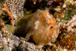 Lophiiformes