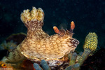 Discodorididae