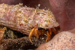 Diogenidae