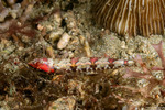 Synodontidae