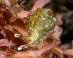 Sacoglossa