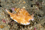 Euprotomus