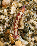 Hypselodoris