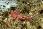 Callionymidae