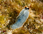 Cycloporus