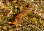 Cladobranchia