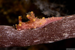 Aegires
