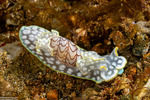 Acteonoidea