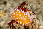 Cadlinella