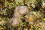 Poritidae