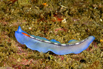 Rhabditophora