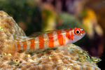 Gobiidae