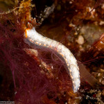 Dermatobranchus