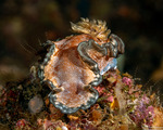 Glossodoris