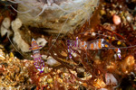 Ancylomenes
