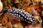 Phyllidioidea