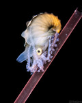 Coleoidea