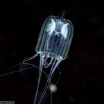Janiopsis