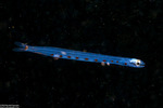 Synodontidae
