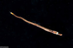 Syngnathiformes