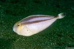Pseudalutarius