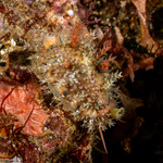 Erosariinae