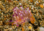 Aeolidioidea