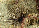 Aulodonta