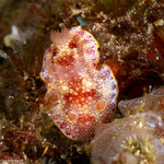 Chromodoridinae