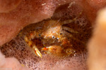 Galatheoidea