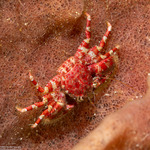 Galatheoidea