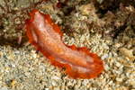 Phrikoceros