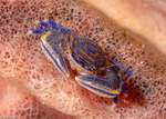 Aliaporcellana