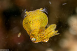 Decapodiformes