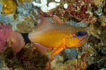 Apogonidae