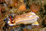 Miamirinae