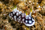 Chromodoridoidea