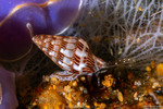 Buccinoidea