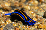 Aglajidae
