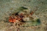 Dactylopteriformes