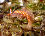 Euryleptidae