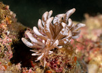 Aeolidioidea