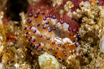Janolus