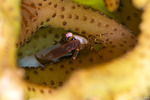 Trapeziidae