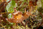 Aplysiidae