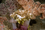 Paramonacanthus