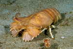 Achelata