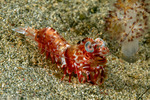 Dendrobranchiata