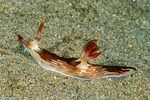 Polyceridae